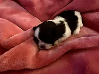Adorable Female Shih-Tzu Puppy Available 🌸, a female Shih Tzu for sale in Brewton, AL – Photo 6 of 7
