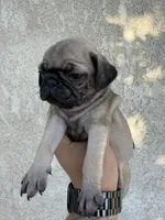 processed/721bb060-4263-442c-b65a-1593e5559e21/listing/0d8c7b2f-5de8-4fcc-a849-497c2cd61eee/18c623e2-c0ef-44c5-9c4f-0d2604bfa7e8