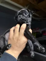 Bella, a female Pug for sale in Colton, CA – Photo 1 of 2