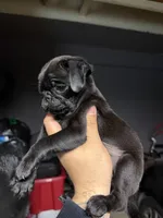 Bella, a female Pug for sale in Colton, CA – Photo 2 of 2