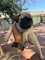 Daisy, a female Pug for sale in Colton, CA – 1 of 2