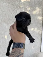 Erica, a female Pug for sale in Colton, CA – Photo 1 of 2