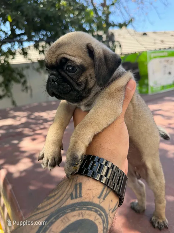 Lola – Pug puppy for sale in Colton, CA