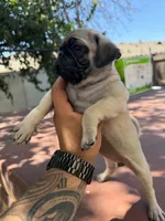 Daisy, a female Pug for sale in Colton, CA – 2 of 2