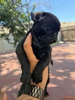 Bella, a female Pug for sale in Colton, CA – 2 of 2