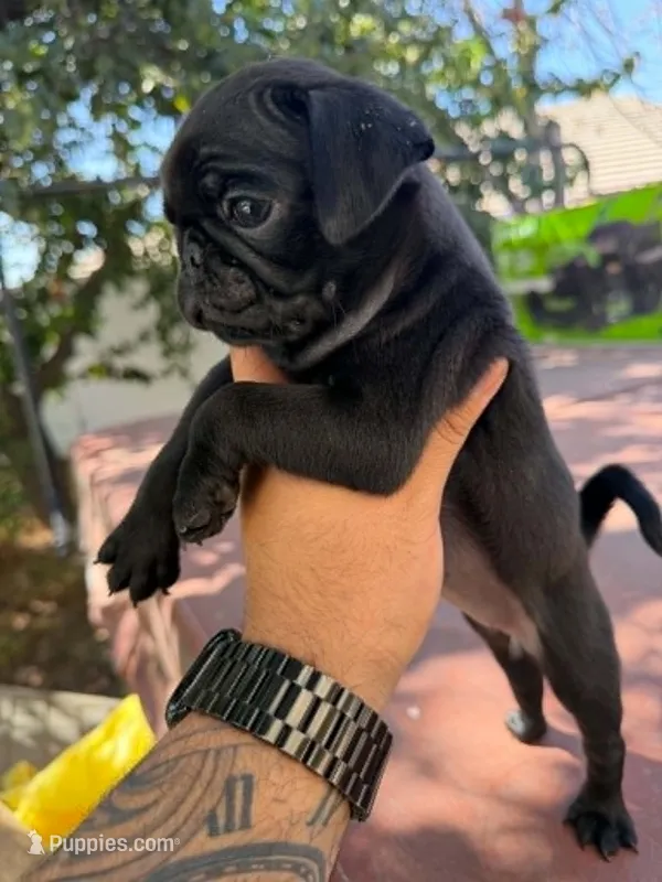 Bella – Pug puppy for sale in Colton, CA