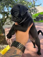 Bella, a female Pug for sale in Colton, CA – 1 of 2
