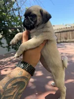 Biscuit, a female Pug for sale in Colton, CA – 2 of 2