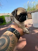 Biscuit, a female Pug for sale in Colton, CA – 1 of 2