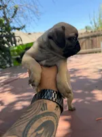 Lola, a female Pug for sale in Colton, CA – 2 of 2