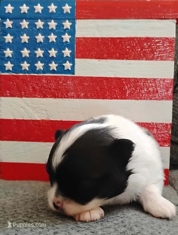 Battleship  – Pomeranian puppy for sale in Tuscaloosa, AL