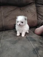 Firecracker AKC , a female Pomeranian for sale in Northport, AL – 5 of 8