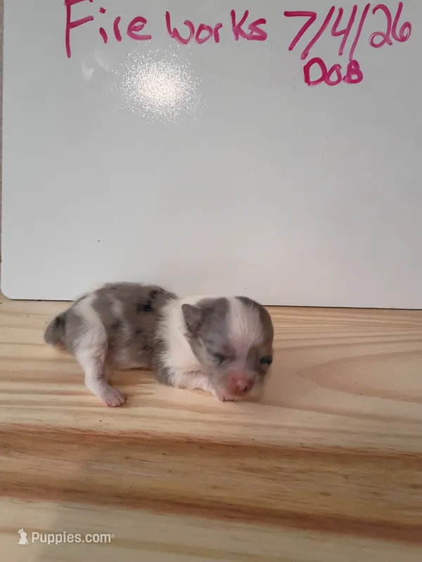 Firecracker AKC  – Pomeranian puppy for sale in Tuscaloosa, AL