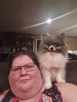 Coming soon akc, a female Pomeranian for sale in Tuscaloosa, AL – 2 of 2