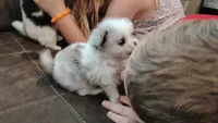 Firecracker AKC , a female Pomeranian for sale in Northport, AL – 6 of 8