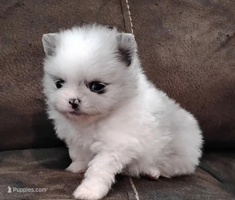 Firecracker AKC  – Pomeranian puppy for sale in Tuscaloosa, AL