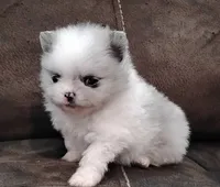 Firecracker AKC , a female Pomeranian for sale in Northport, AL – 1 of 8