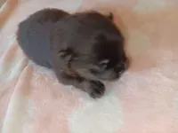 Starlight , a female Pomeranian for sale in Tuscaloosa, AL – Photo 3 of 10