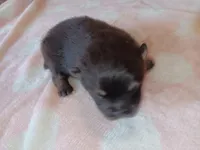 Starlight , a female Pomeranian for sale in Tuscaloosa, AL – Photo 9 of 10