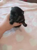 Starlight , a female Pomeranian for sale in Tuscaloosa, AL – Photo 8 of 10