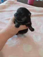 Starlight , a female Pomeranian for sale in Tuscaloosa, AL – Photo 4 of 10