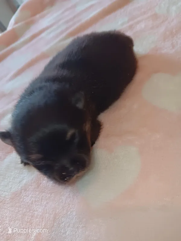 Starlight  – Pomeranian puppy for sale in Tuscaloosa, AL