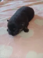 Starlight , a female Pomeranian for sale in Tuscaloosa, AL – Photo 5 of 10