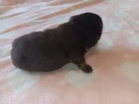 Starlight , a female Pomeranian for sale in Tuscaloosa, AL – Photo 7 of 10