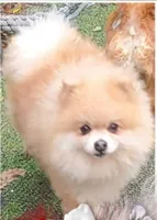 Starlight , a female Pomeranian for sale in Tuscaloosa, AL – Photo 10 of 10