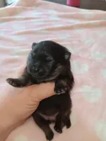 Starlight , a female Pomeranian for sale in Tuscaloosa, AL – Photo 6 of 10