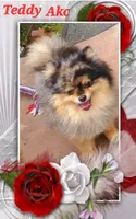 Starlight , a female Pomeranian for sale in Tuscaloosa, AL – Photo 2 of 10