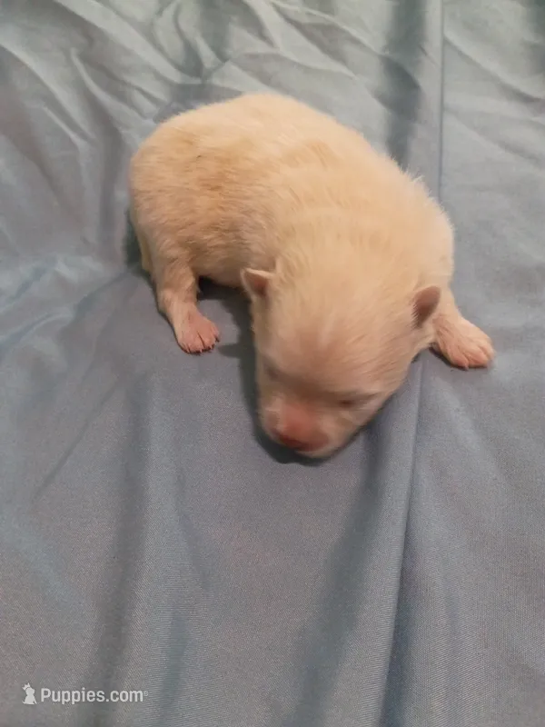 Snowball – Pomeranian puppy for sale in Northport, AL