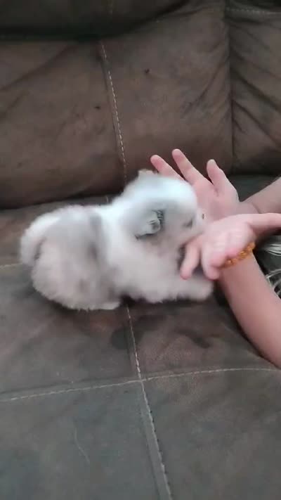 Firecracker AKC , a female Pomeranian for sale in Northport, AL – 8 of 8