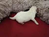 Snowball, a male Pomeranian for sale in Northport, AL – 6 of 6