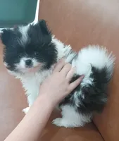 Battleship , a female Pomeranian for sale in Northport, AL – 2 of 5