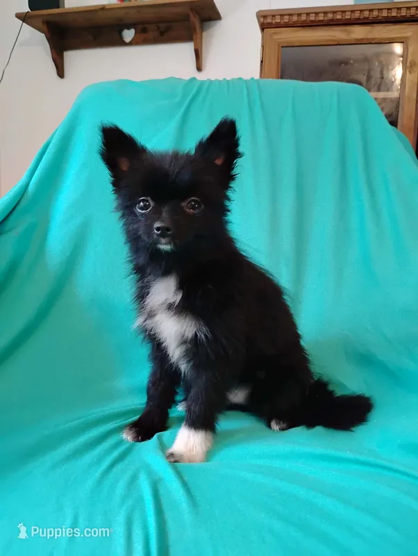 Velvet  – Pomeranian puppy for sale in Tuscaloosa, AL