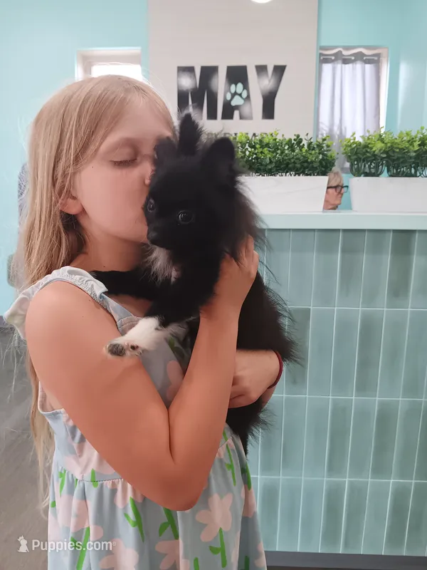Velvet  – Pomeranian puppy for sale in Tuscaloosa, AL