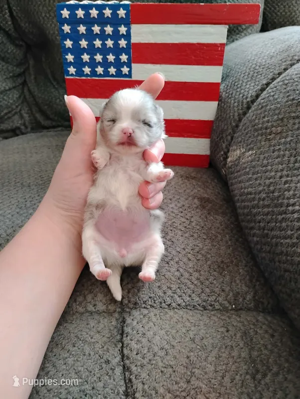 Firecracker AKC  – Pomeranian puppy for sale in Tuscaloosa, AL