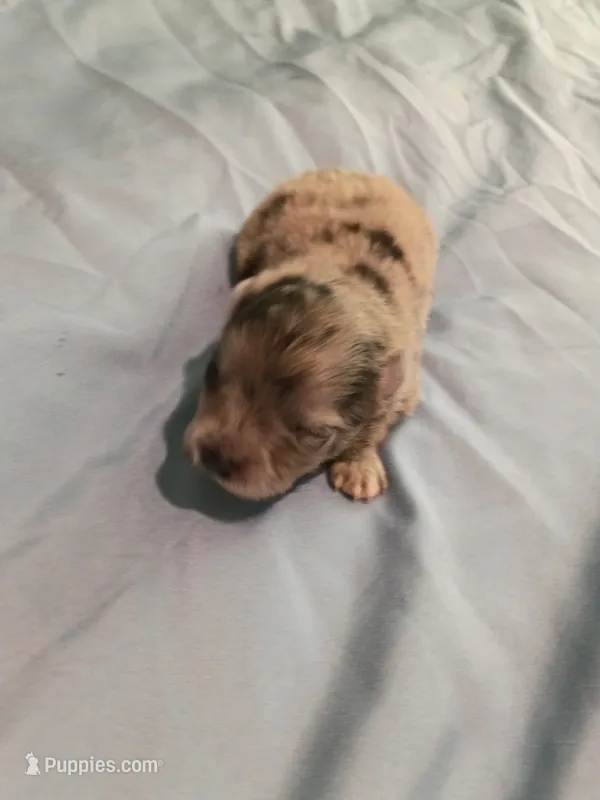 Boba  – Pomeranian puppy for sale in Northport, AL