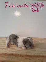 Firecracker AKC , a female Pomeranian for sale in Tuscaloosa, AL – 4 of 8