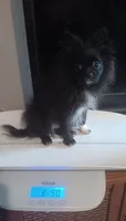 Velvet , a female Pomeranian for sale in Tuscaloosa, AL – 4 of 4