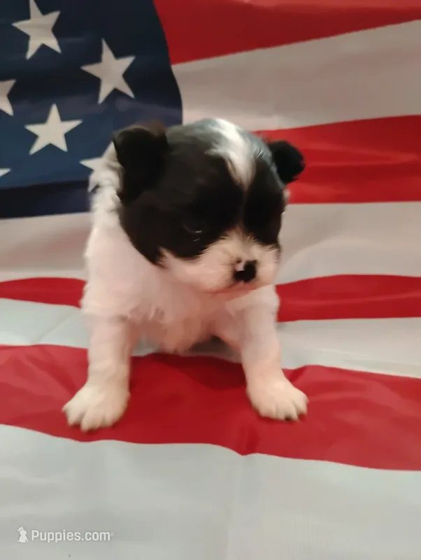 Battleship  – Pomeranian puppy for sale in Tuscaloosa, AL