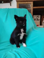Velvet , a female Pomeranian for sale in Tuscaloosa, AL – 4 of 5