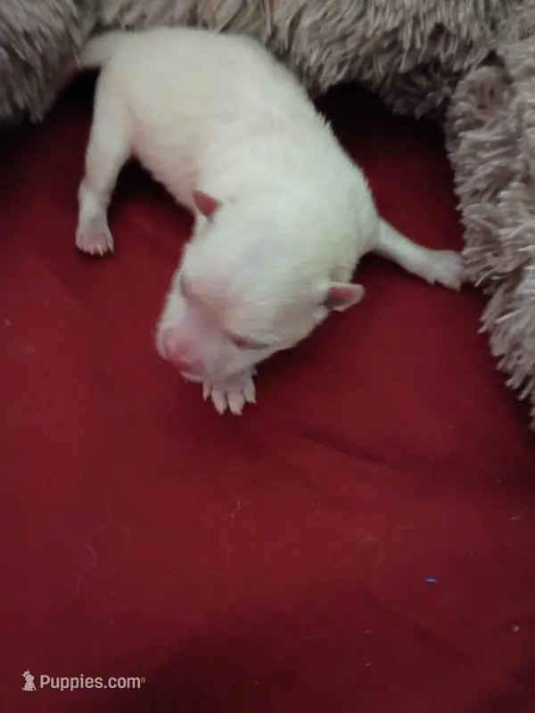 Snowball – Pomeranian puppy for sale in Northport, AL