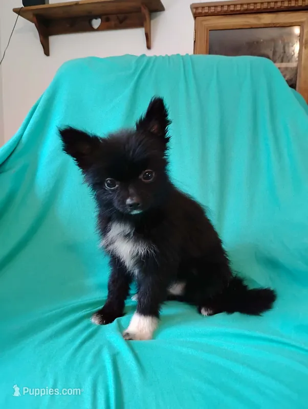 Velvet  – Pomeranian puppy for sale in Tuscaloosa, AL