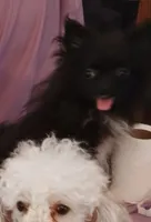 Velvet , a female Pomeranian for sale in Tuscaloosa, AL – 2 of 4
