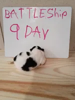 Battleship , a female Pomeranian for sale in Tuscaloosa, AL – 2 of 6
