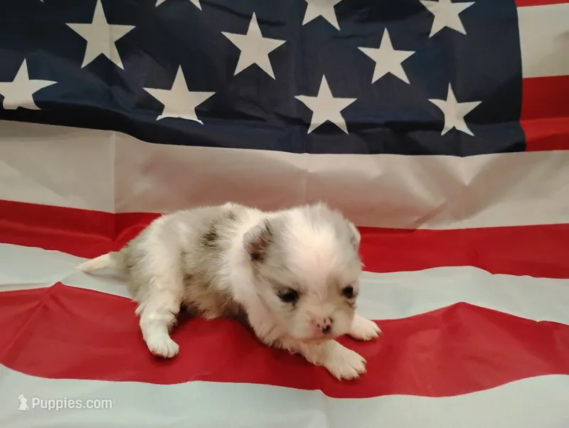 Firecracker AKC  – Pomeranian puppy for sale in Tuscaloosa, AL