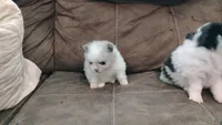 Firecracker AKC , a female Pomeranian for sale in Northport, AL – 4 of 8