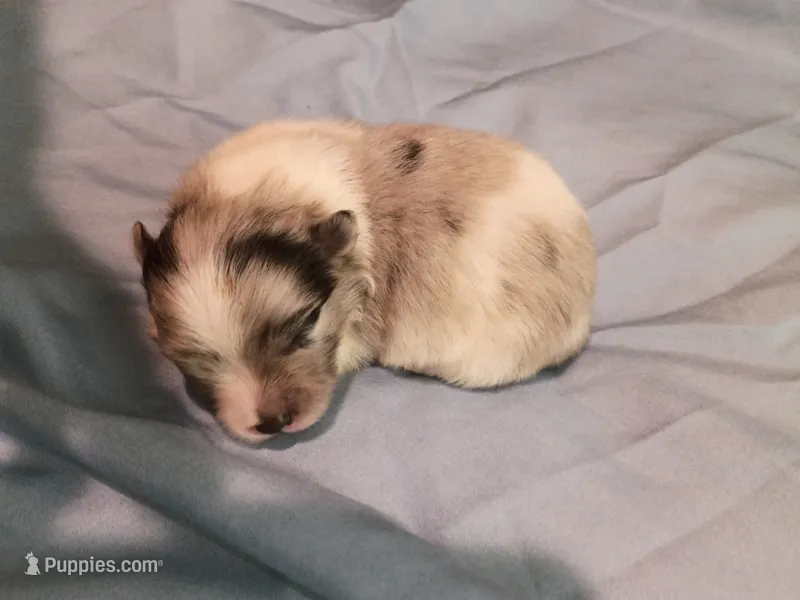 Blueberry akc – Pomeranian puppy for sale in Northport, AL